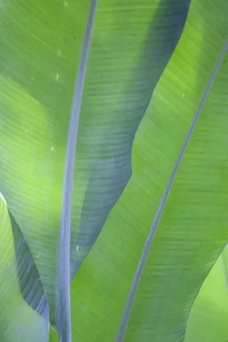 Framed Print : USA, Hawaii, Kauai, Banana leaves Framed Print : USA, Hawaii, Kauai, Banana leaves