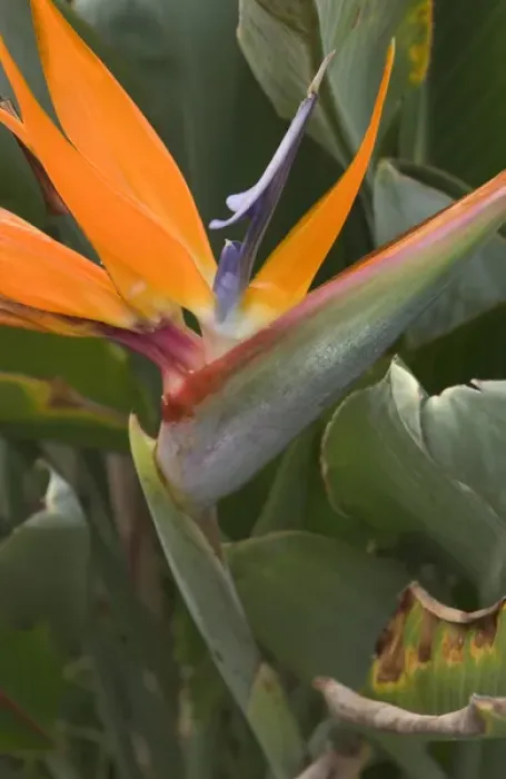 Framed Print : USA, Hawaii, Kauai, Bird of Paradise Framed Print : USA, Hawaii, Kauai, Bird of Paradise