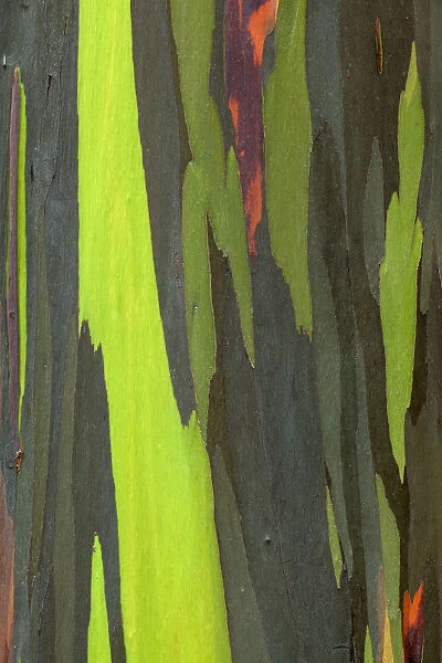USA, Hawaii, Kauai. Close-up of bark on eucalyptus tree
