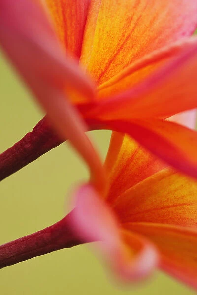 USA, Hawaii, Kauai. Close-up of flowering plumeria flowers