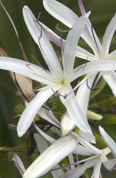 USA, Hawaii, Kauai, Giant Spider Lily. (RF)
