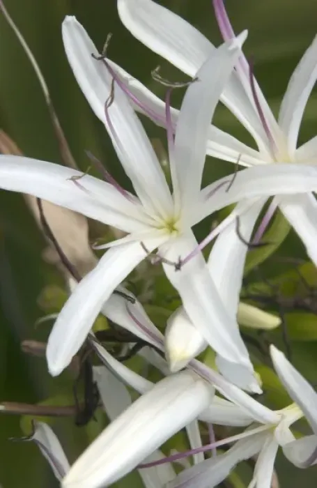 Framed Print : USA, Hawaii, Kauai, Giant Spider Lily. (RF) Framed Print : USA, Hawaii, Kauai, Giant Spider Lily. (RF)