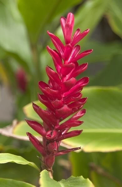 USA, Hawaii, Kauai, Ginger Flower. (RF)