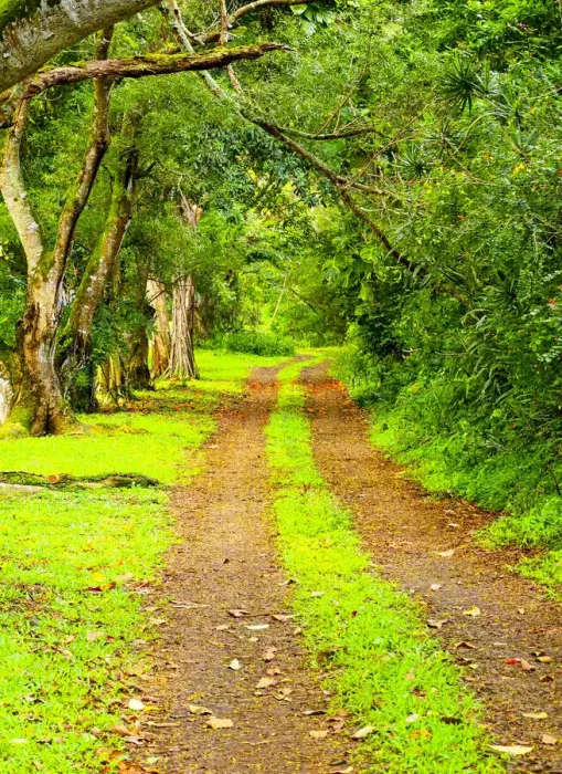 Framed Print : USA, Hawaii, Kauai, gravel tree lined road Framed Print : USA, Hawaii, Kauai, gravel tree lined road