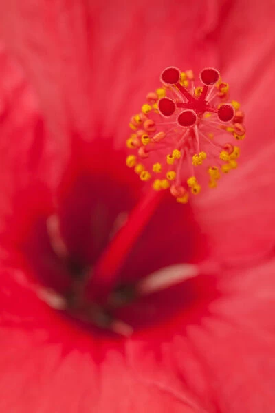 USA, Hawaii, Kauai. Detail of hibiscus flower