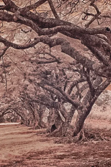 Framed Print : USA, Hawaii, Kauai, Infrared Island of rows of trees on Kauai