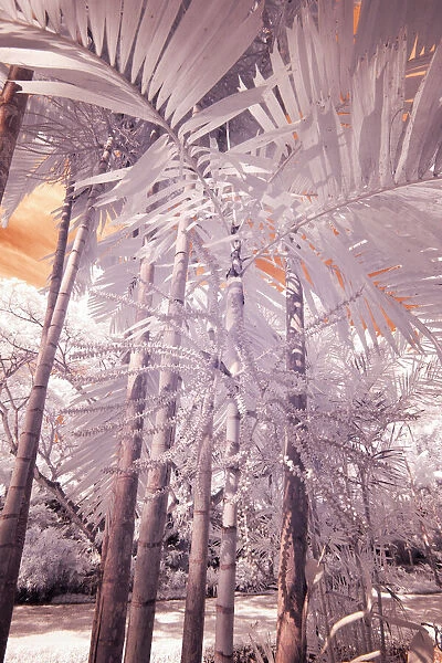 USA, Hawaii, Kauai, Infrared of palm trees of Kauai