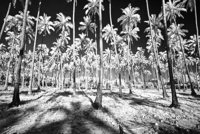 Framed Print : USA, Hawaii, Kauai, Infrared of palm trees of Kauai