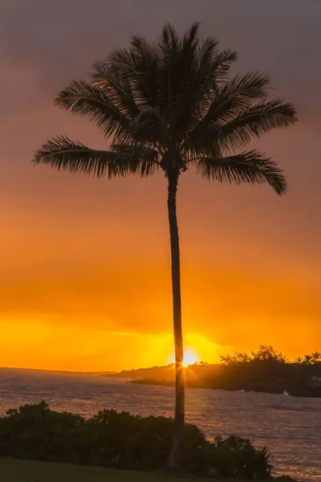 Framed Print : USA, Hawaii, Kauai, Lawai. Palm tree at sunset Framed Print : USA, Hawaii, Kauai, Lawai. Palm tree at sunset