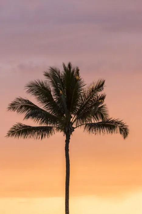 Framed Print : USA, Hawaii, Kauai, Lawai. Palm tree at sunset Framed Print : USA, Hawaii, Kauai, Lawai. Palm tree at sunset