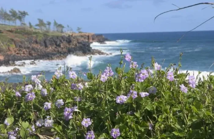 Framed Print : USA, Hawaii, Kauai, near Kapaa, northwest coastal wildflowers