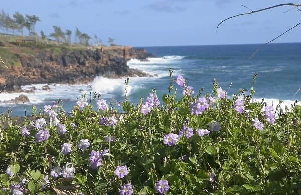 USA, Hawaii, Kauai, near Kapaa, northwest coastal wildflowers