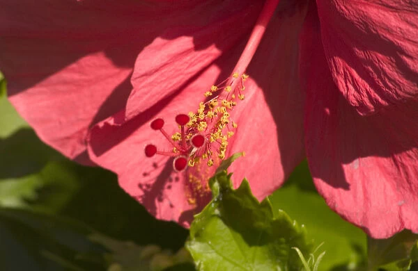 USA, Hawaii, Kauai, pink Hybiscus flower