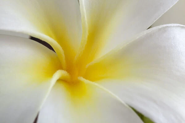 USA, Hawaii, Kauai. Detail of a plumeria flower
