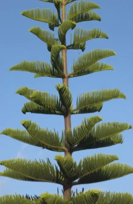 Framed Print : USA, Hawaii, Kauai, tree. (RF)