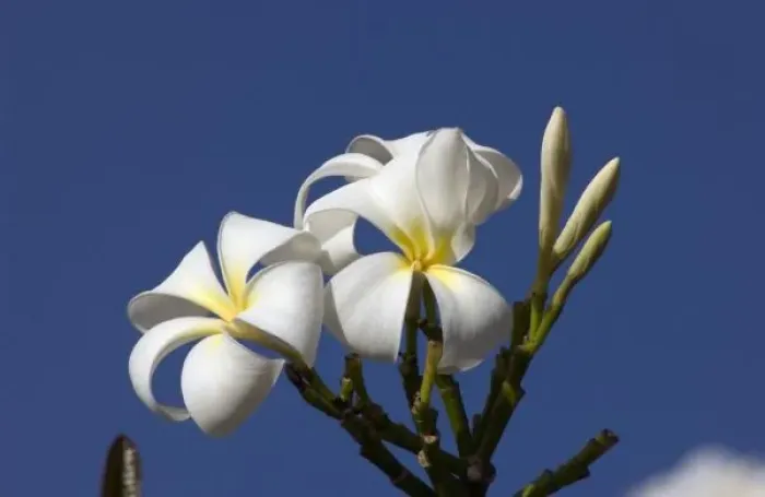 Framed Print : USA, Hawaii, Kauai, white plumeria Framed Print : USA, Hawaii, Kauai, white plumeria
