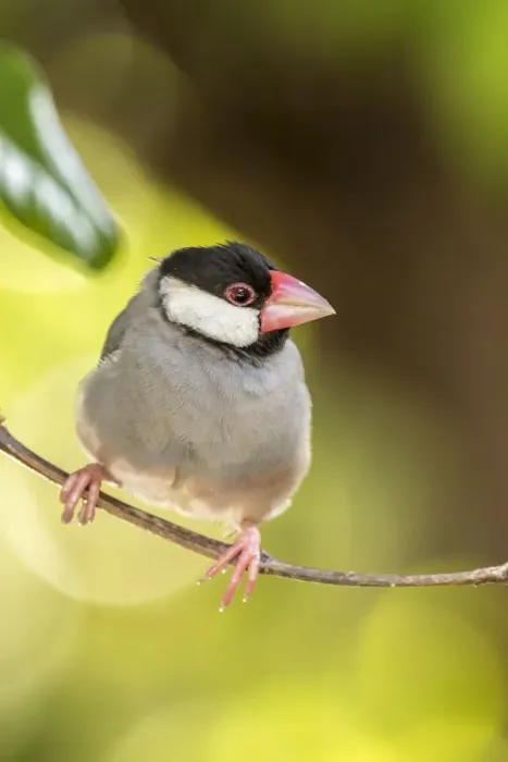 Framed Print : USA, Hawaii, Kona. Java sparrow close-up Framed Print : USA, Hawaii, Kona. Java sparrow close-up