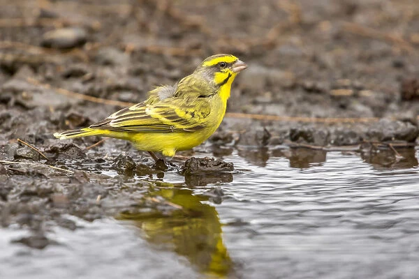 USA, Hawaii, Laupahoehoe Point Beach Park. Yellow-fronted canary close-up. Credit as