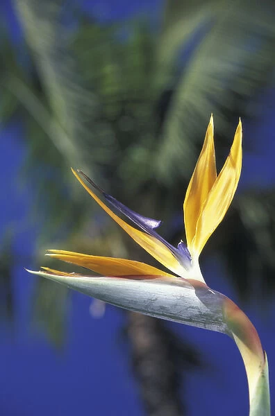 USA, Hawaii, Maui Bird of paradise and palm trees