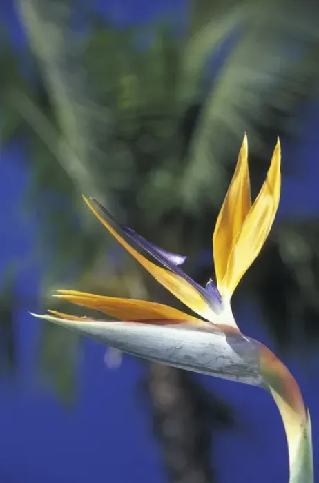 Framed Print : USA, Hawaii, Maui Bird of paradise and palm trees Framed Print : USA, Hawaii, Maui Bird of paradise and palm trees