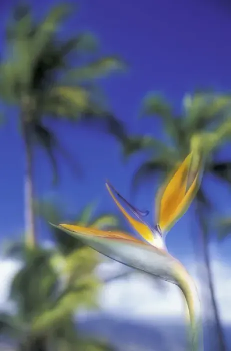 Framed Print : USA, Hawaii, Maui Bird of paradise and palm trees