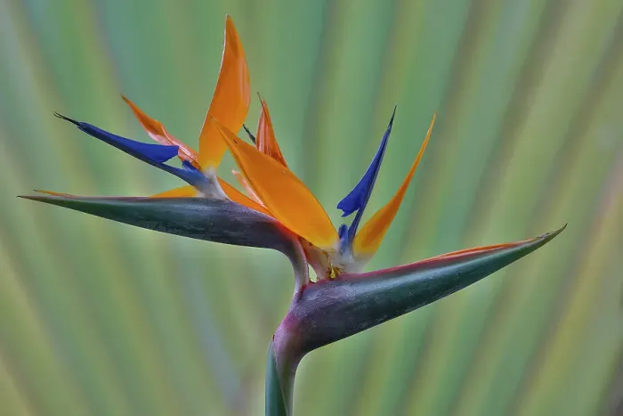 Framed Print : USA, Hawaii, Maui. Bird of Paradise with travelers palm as a backdrop Framed Print : USA, Hawaii, Maui. Bird of Paradise with travelers palm as a backdrop