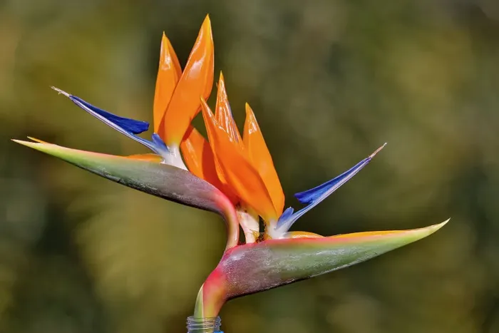 Framed Print : USA, Hawaii, Maui. Bird of Paradise with tropical foliage as a backdrop Framed Print : USA, Hawaii, Maui. Bird of Paradise with tropical foliage as a backdrop