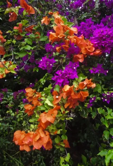 Framed Print : USA, Hawaii, Maui. Bougainvillea on Maui in the spring Framed Print : USA, Hawaii, Maui. Bougainvillea on Maui in the spring