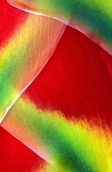 USA, Hawaii, Maui. Close-up of lobster claw or heliconia rostrata. Credit as: Charles R