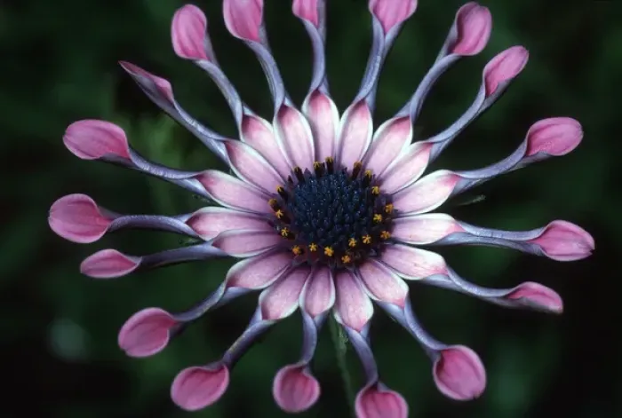 Framed Print : USA, Hawaii, Maui. Close-up of spoon daisy or Nasinga Purple flower(Osteospermum)