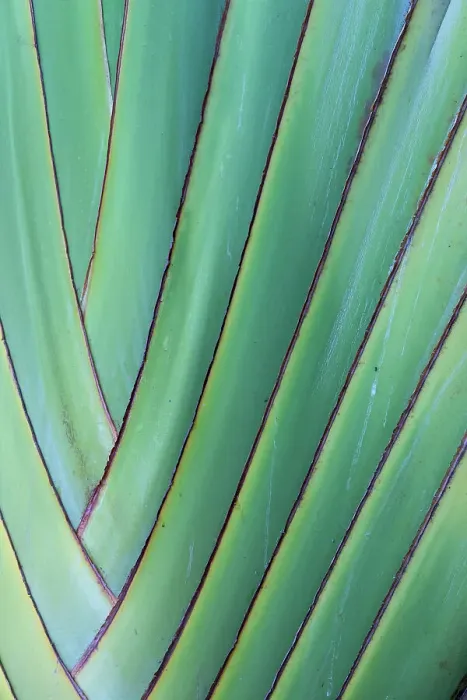 Framed Print : USA, Hawaii, Maui. Details of the travelers palm