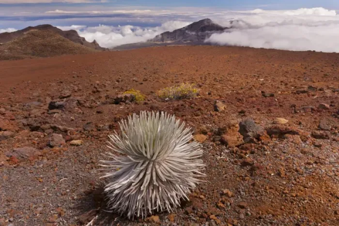 Framed Print : USA, Hawaii, Maui, Haleakala National Park. Close-up of silversword plant. Credit as