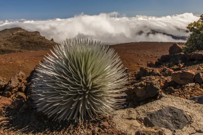 Framed Print : USA, Hawaii, Maui, Haleakala National Park. Close-up of silversword plant on mountain Framed Print : USA, Hawaii, Maui, Haleakala National Park. Close-up of silversword plant on mountain