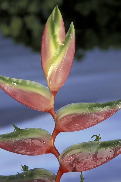 USA, Hawaii, Maui Heliconia Sexy Pink (Heliconia chartacea)