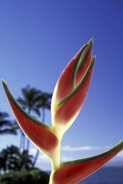 USA, Hawaii, Maui Heliconias against blue sky