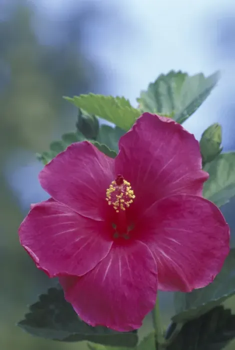 Framed Print : USA, Hawaii, Maui Hibiscus Framed Print : USA, Hawaii, Maui Hibiscus