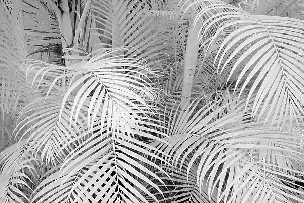 USA, Hawaii, Maui. Infrared image of bamboo growing in large groups