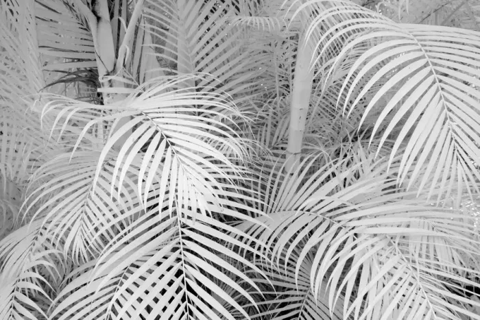 Framed Print : USA, Hawaii, Maui. Infrared image of bamboo growing in large groups Framed Print : USA, Hawaii, Maui. Infrared image of bamboo growing in large groups