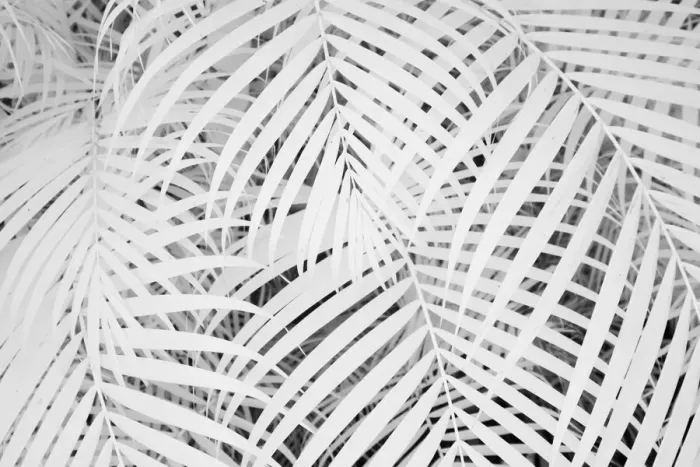 Framed Print : USA, Hawaii, Maui. Infrared image of bamboo growing in large groups Framed Print : USA, Hawaii, Maui. Infrared image of bamboo growing in large groups