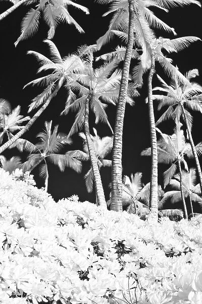 USA, Hawaii, Maui. Infrared image of palm trees