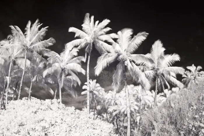 Framed Print : USA, Hawaii, Maui. Infrared image of palm trees Framed Print : USA, Hawaii, Maui. Infrared image of palm trees