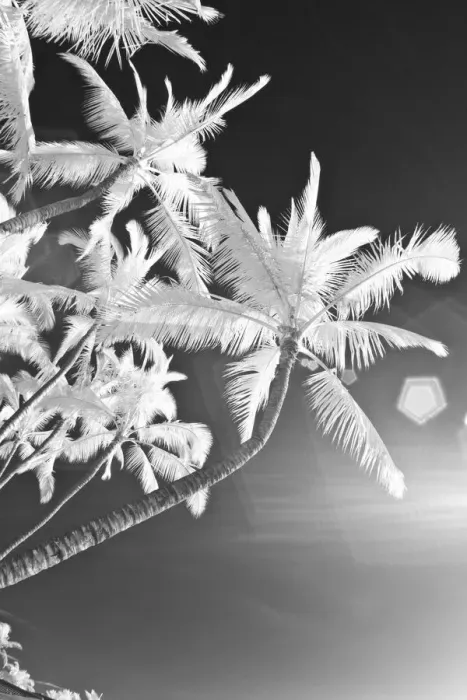 Framed Print : USA, Hawaii, Maui. Infrared image of palm trees