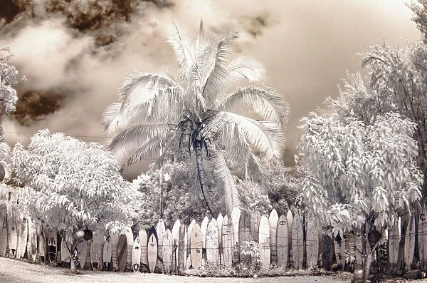 USA, Hawaii, Maui. Infrared image of surfboard fence line in palm trees