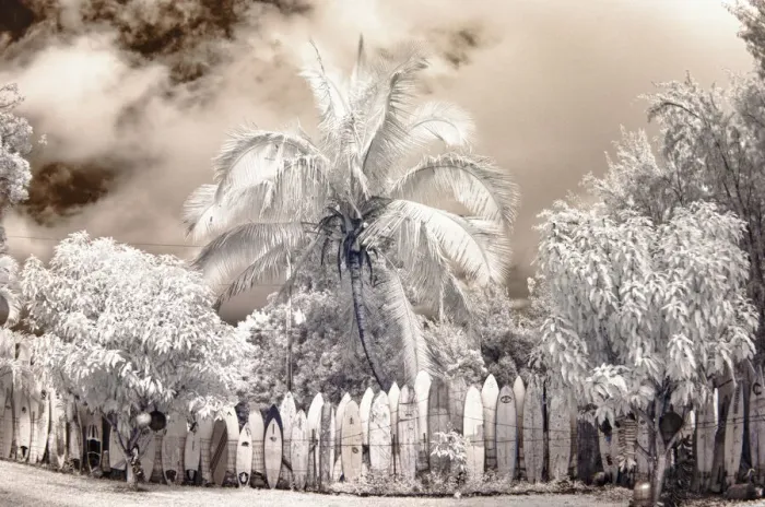 Framed Print : USA, Hawaii, Maui. Infrared image of surfboard fence line in palm trees Framed Print : USA, Hawaii, Maui. Infrared image of surfboard fence line in palm trees