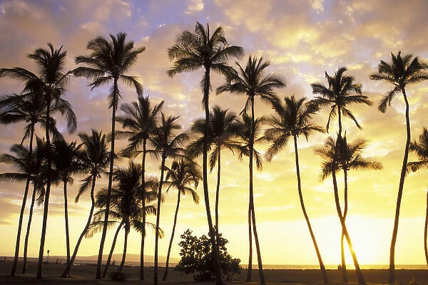 USA, Hawaii, Maui, Kamaole Park 1 Silhouetted palms at sunset