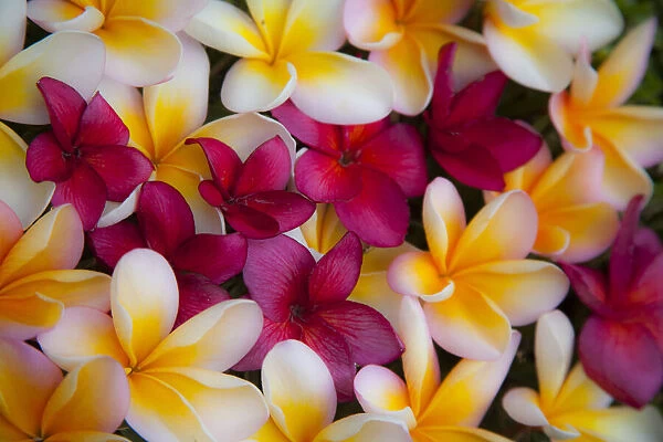 USA, Hawaii, Maui, Kapalua colorful plumeria fallen blooms