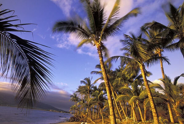 USA, Hawaii, Maui, Kihei Beach Evening light on beach and palms