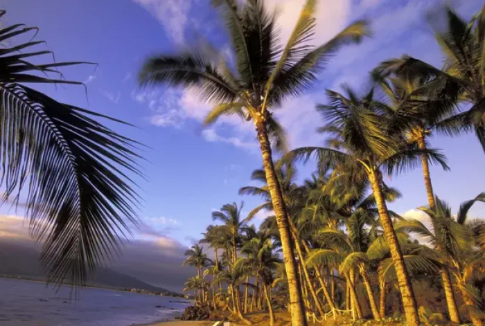 Framed Print : USA, Hawaii, Maui, Kihei Beach Evening light on beach and palms Framed Print : USA, Hawaii, Maui, Kihei Beach Evening light on beach and palms