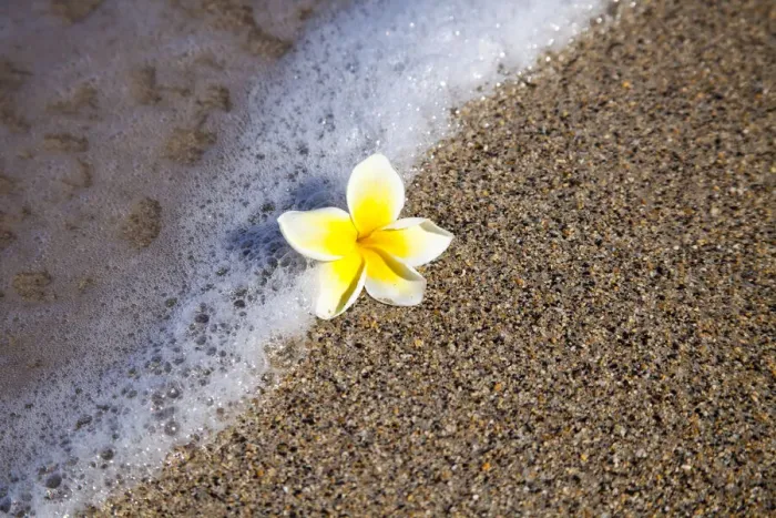 Framed Print : USA, Hawaii, Maui, Kihei beach with fallen Plumeria bloom surfline