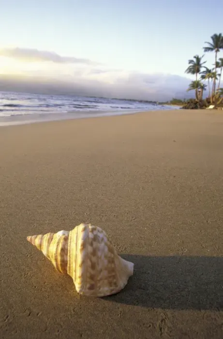 Framed Print : USA, Hawaii, Maui, Kihei Beach Shell on beach, evening light